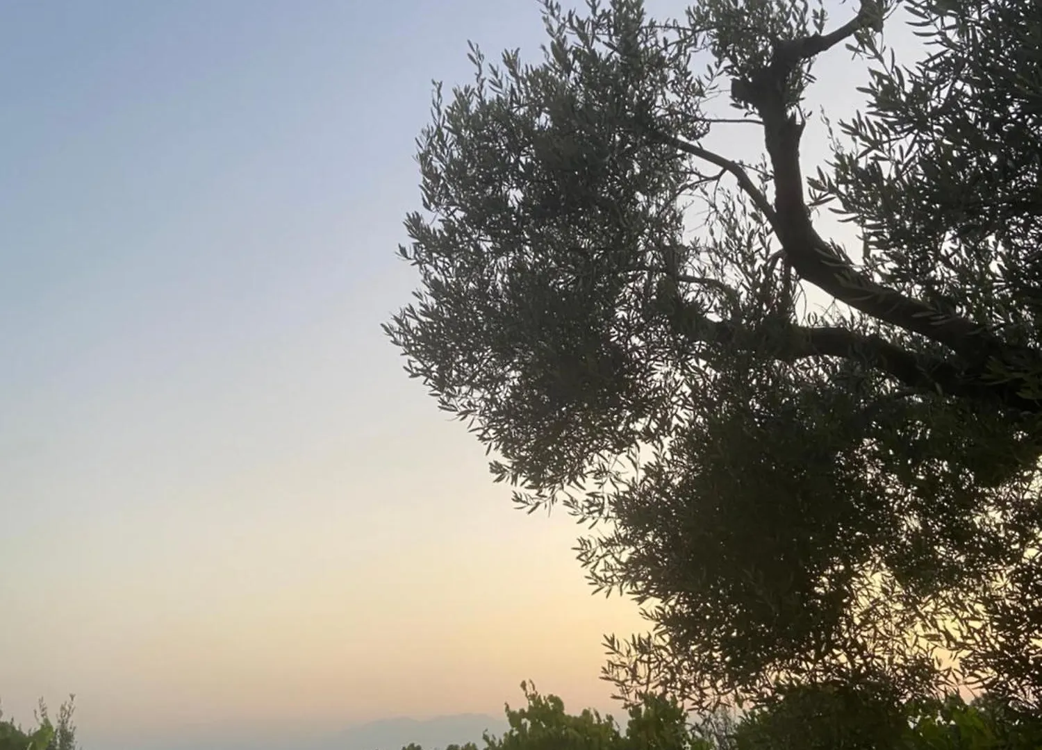 Olive&View Apartment Nea Moudania